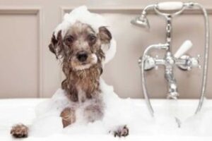 Discover Now Why Pet Hygiene is Really Important!