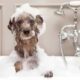 Discover Now Why Pet Hygiene is Really Important!