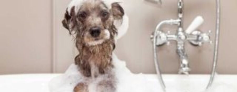 Discover Now Why Pet Hygiene is Really Important!